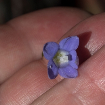 Wahlenbergia sp. (Bluebell) at South East Forest National Park - 18 Jan 2024 by AlisonMilton