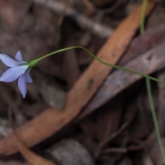 Wahlenbergia sp. at South East Forest National Park - 18 Jan 2024 01:33 PM