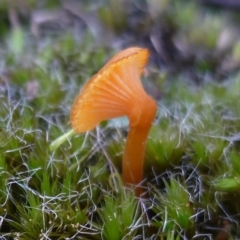 Unidentified Cap on a stem; gills below cap [mushrooms or mushroom-like] at Freshwater Creek, VIC - 16 Jun 2024 by WendyEM