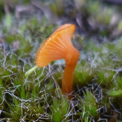 Unidentified Cap on a stem; gills below cap [mushrooms or mushroom-like] at Freshwater Creek, VIC - 16 Jun 2024 by WendyEM