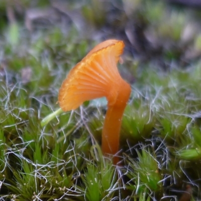 Unidentified Cap on a stem; gills below cap [mushrooms or mushroom-like] at WendyM's farm at Freshwater Ck. - 16 Jun 2024 by WendyEM