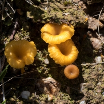 Lichenomphalia chromacea (Yellow Navel) at Glen Allen, NSW - 17 Jan 2024 by AlisonMilton