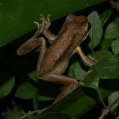 Litoria ewingii at WendyM's farm at Freshwater Ck. - 20 Jun 2024 by WendyEM