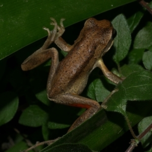 Litoria ewingii at WendyM's farm at Freshwater Ck. - 20 Jun 2024 10:42 PM