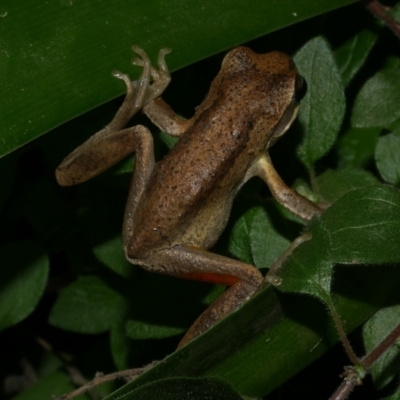 Litoria ewingii at WendyM's farm at Freshwater Ck. - 20 Jun 2024 by WendyEM