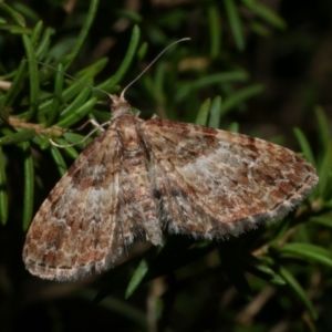 Chloroclystis approximata at WendyM's farm at Freshwater Ck. - 25 Jun 2024