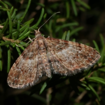 Chloroclystis approximata (Plumed or Cherry Looper) at Freshwater Creek, VIC - 25 Jun 2024 by WendyEM