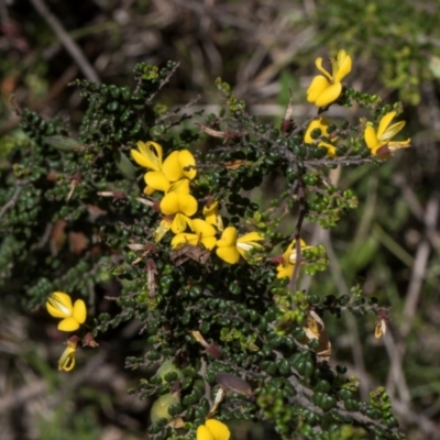 Bossiaea foliosa (Leafy Bossiaea) at Glen Allen, NSW - 17 Jan 2024 by AlisonMilton