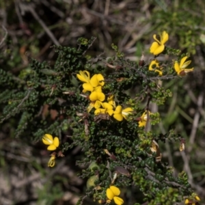 Bossiaea foliosa at Glen Allen, NSW - 18 Jan 2024