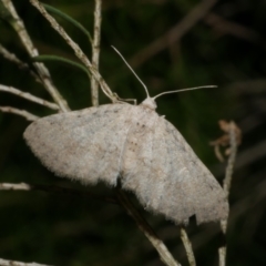 Poecilasthena scoliota (A Geometer moth (Larentiinae)) at Freshwater Creek, VIC - 25 Jun 2024 by WendyEM