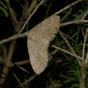 Poecilasthena scoliota at WendyM's farm at Freshwater Ck. - 25 Jun 2024 09:01 PM