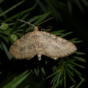 Poecilasthena scoliota at WendyM's farm at Freshwater Ck. - 25 Jun 2024 09:15 PM