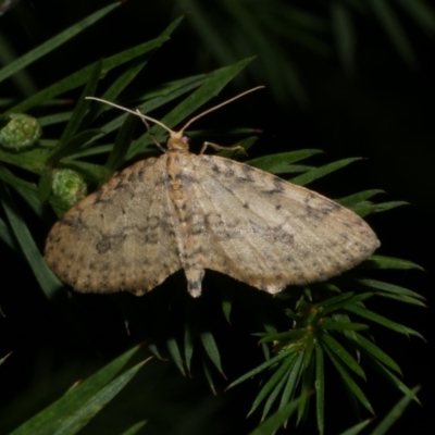 Poecilasthena scoliota (A Geometer moth (Larentiinae)) at Freshwater Creek, VIC - 25 Jun 2024 by WendyEM