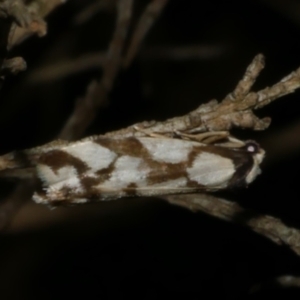 Chiriphe dichotoma at WendyM's farm at Freshwater Ck. - 25 Jun 2024