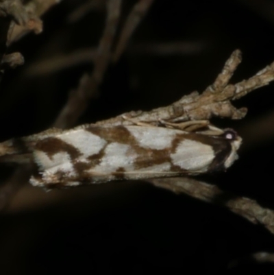 Chiriphe dichotoma (Reticulated Footman) at WendyM's farm at Freshwater Ck. - 25 Jun 2024 by WendyEM