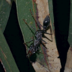 Myrmecia sp. (genus) at WendyM's farm at Freshwater Ck. - 25 Jun 2024 by WendyEM