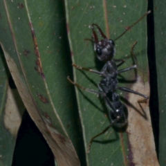 Myrmecia pyriformis at WendyM's farm at Freshwater Ck. - 25 Jun 2024