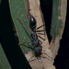 Myrmecia pyriformis at WendyM's farm at Freshwater Ck. - 25 Jun 2024