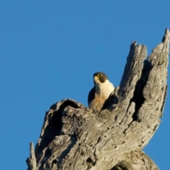 Falco peregrinus (Peregrine Falcon) at Winton Wetlands - 23 Jun 2024 by jb2602