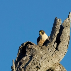 Falco peregrinus (Peregrine Falcon) at Winton North, VIC by jb2602