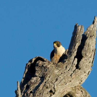 Falco peregrinus (Peregrine Falcon) at Winton Wetlands - 23 Jun 2024 by jb2602