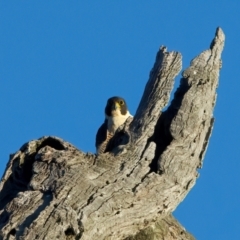 Falco peregrinus at Winton North, VIC - 23 Jun 2024 04:01 PM