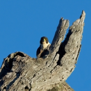 Falco peregrinus at Winton North, VIC - 23 Jun 2024 04:01 PM