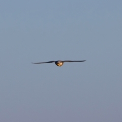 Falco peregrinus at Winton North, VIC - 23 Jun 2024