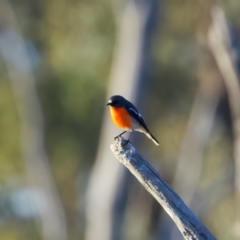 Petroica phoenicea (Flame Robin) at Winton Wetlands - 23 Jun 2024 by jb2602