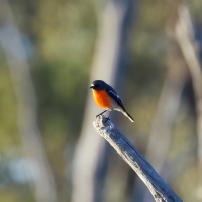Petroica phoenicea (Flame Robin) at Winton Wetlands - 23 Jun 2024 by jb2602