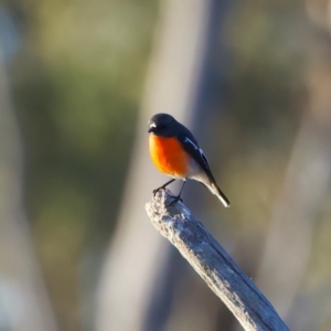 Petroica phoenicea at Winton North, VIC - 23 Jun 2024