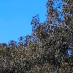 Callocephalon fimbriatum (Gang-gang Cockatoo) at Forrest, ACT - 2 Jul 2024 by JamesB