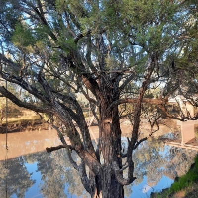 Melaleuca linariifolia at Weribone, QLD - 1 Jul 2024 by MB