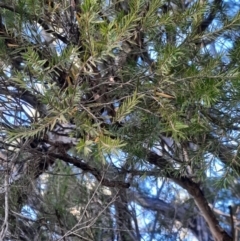 Melaleuca trichostachya at Weribone, QLD - 2 Jul 2024 08:13 AM