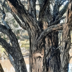Melaleuca trichostachya at Weribone, QLD - 2 Jul 2024 08:13 AM