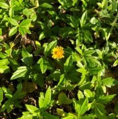 Sphagneticola trilobata (Singapore Daisy) at Kurrimine Beach, QLD - 2 Jul 2024 by APB