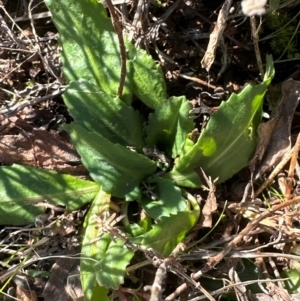 Solenogyne dominii at Harrison, ACT - 3 Jul 2024