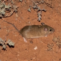 Leggadina forresti (Forrest's Mouse) at Fowlers Gap, NSW - 2 Apr 2022 by michaelb
