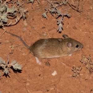 Leggadina forresti at Fowlers Gap, NSW - 2 Apr 2022