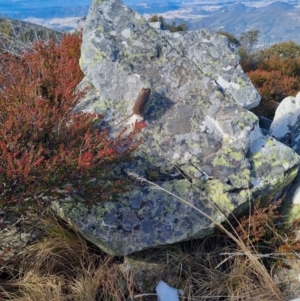 Antechinus sp. (genus) at Namadgi National Park - 22 Jun 2024