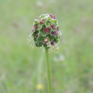 Sanguisorba minor at Tuggeranong Hill - 7 Jan 2024