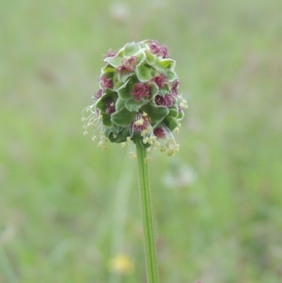 Sanguisorba minor (Salad Burnet, Sheep's Burnet) at Tuggeranong Hill - 7 Jan 2024 by MichaelBedingfield