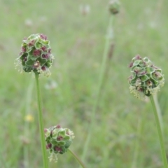 Sanguisorba minor at Tuggeranong Hill - 7 Jan 2024