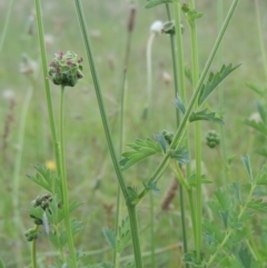 Sanguisorba minor at Tuggeranong Hill - 7 Jan 2024