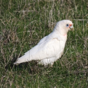 Cacatua tenuirostris X sanguinea at Freshwater Creek, VIC - 2 Jun 2024