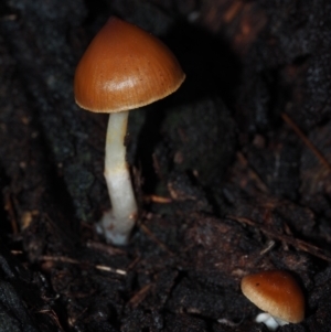 Cortinarius sp. at Dalmeny, NSW - 3 Jul 2024 09:05 AM