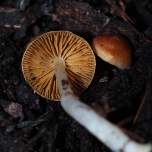 Cortinarius sp. at Dalmeny, NSW - 3 Jul 2024 09:05 AM