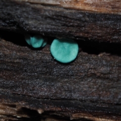 Chlorociboria species (Green Stain Elf Cups) at BA124 - 2 Jul 2024 by Bushrevival