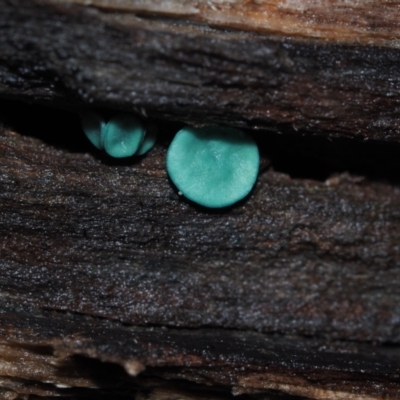 Chlorociboria species (Green Stain Elf Cups) at BA124 - 3 Jul 2024 by Bushrevival