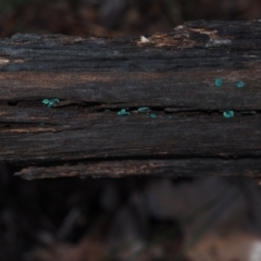 Chlorociboria species at BA124 - 3 Jul 2024 09:14 AM